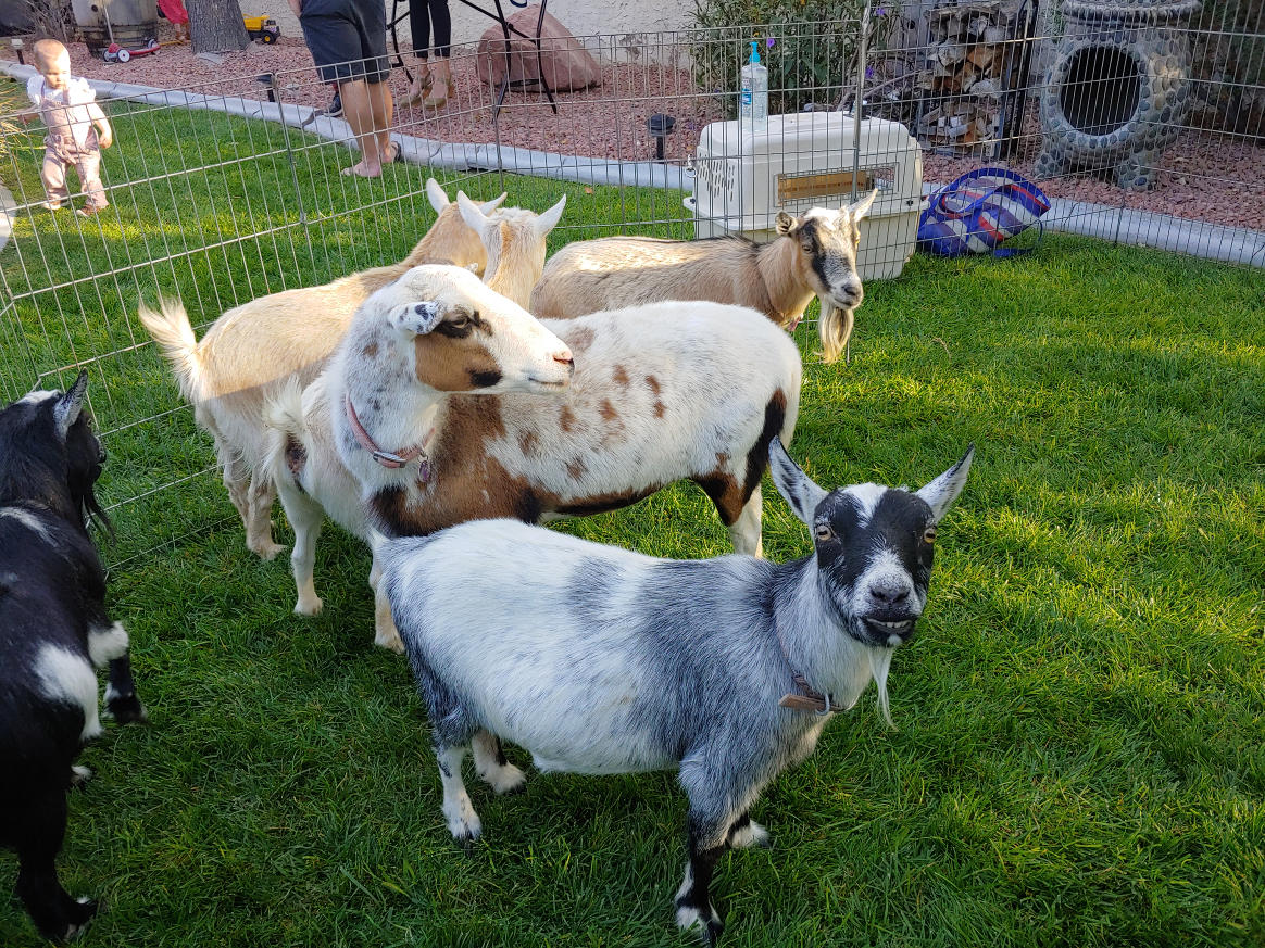 Petting Zoo Goats