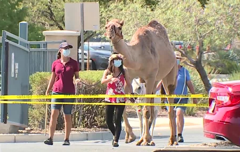 Petting Zoo 2 U visits Las Ventanas in Summerlin with animals